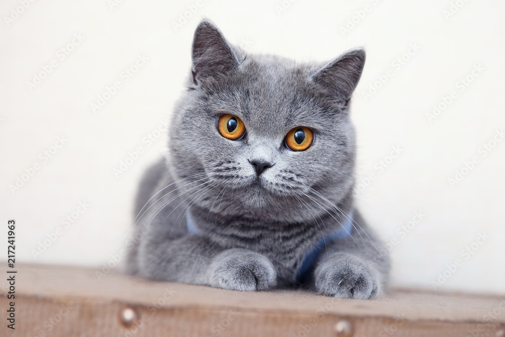 British shorthair cat, domestic cat, neutered cat in a blanket - obrazy, fototapety, plakaty 