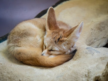 Fennec Fox Vulpes Zerda Sleeping Peacefully In A Curled Up Position