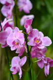 Fototapeta Storczyk - Orquídea rosa