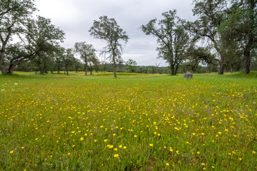 Wall Mural - Lush green meadow with trees