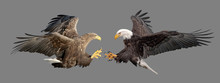 Fight Of Two Eagles