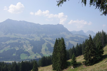 Hohgant mit Tannen im Vordergrund, gesehen von Marbachegg