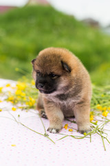 Wall Mural - Profile Portrait of cute two weeks old shiba inu puppy sitting on the table in the buttercup meadow