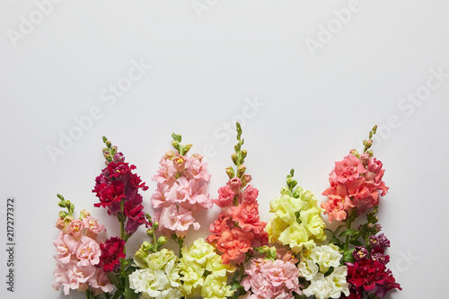 Fotomural beautiful fresh blooming decorative gladioli flowers on grey background