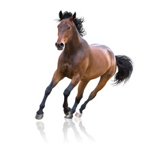 Bay Horse Runs Isolated On The White Background