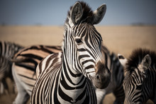 Zebra At National Park