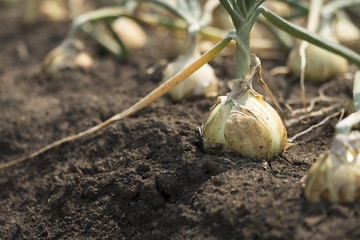 The onion is grown on the soil in the plots. Productivity of Thai farmers.