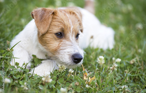 Pet Care Concept Happy Healthy Jack Russell Terrier Dog Puppy