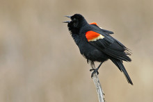 Displaying Male Red Winged Blackbird, Agelaius Phoeniceus