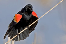 Red Winged Blackbird, Agelaius Phoeniceus, Displaying Male