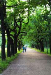 An oak alley illuminated by the sun with two persons walking along it in summer evening