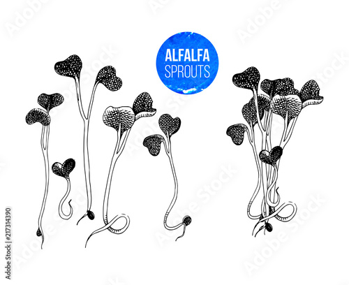 Cuadros en Lienzo Hand drawn alfalfa sprouts - kai wah-rei