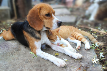 Beagle dog and brown cat lying together on the footpath.