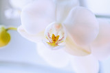 Fototapeta Storczyk - Orchid
