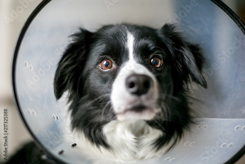 border collie protective