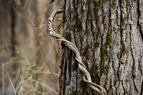 Vine Wrapped Around Tree Stock Photo Adobe Stock