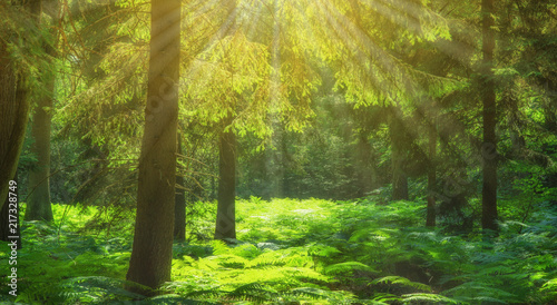 Fototapeta Landschaft Sonnenstrahlen im Fichtenwald mit Farn - Landscape Sunbeams in the spruce forest with fern