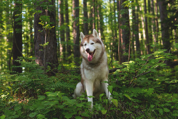 Portrait of free and beautiful dog breed siberian husky sitting on the hill in the green summer forest at sunset