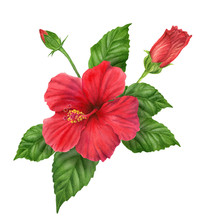 Hand-painted Watercolor Illustration Of Hibiscus With Buds And Leaves