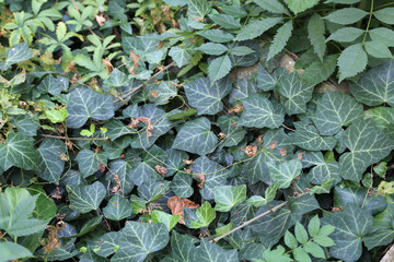 Ivy / creeping shrubs clinging to their adventitious roots of the walls, tree trunks, and so on.