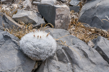 Mammillaria candida