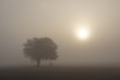 Bardzo gęsta mgła na polu, mglisty poranek, samotne drzewo we mgle o świcie, mglista pogoda