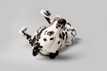 Wall Mural - Beautiful Dalmation Dog Rolling oVer