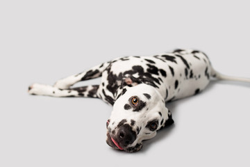 Wall Mural - Beautiful Dalmation Dog lying down