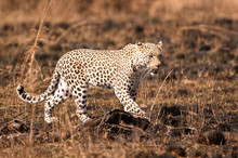Leopard Striding Over Recently Burnt Patch Of Veld Grass 