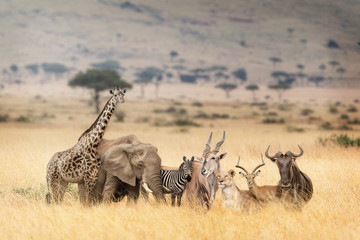 Wall Mural - african safari animals in dreamy kenya scene