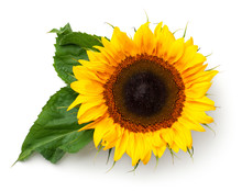 Sunflower With Leaves Isolated On White Background