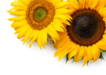 Wall Mural - Sunflowers Border Isolated on White Background