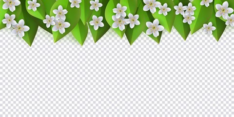 Wall Mural - Green leaves with white flowers from top frame template with text space on transparent background. Abstract natural decoration pattern. Summer vacation, oraganic food vector poster illustration