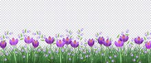 Spring Floral Border With Bright Purple Crocuses And Little Blue Wild Flowers On Fresh Green Grass On Transparent Background - Decorative Frame With Blooms And Greenery In Vector Illustration.