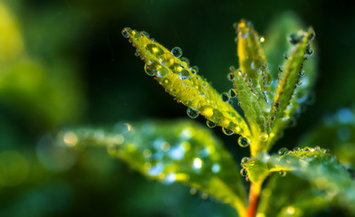 Wall Mural - Dew drops on a green leaf close up background