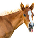 Fototapeta Konie - Funny Baby Horse Sticking Tongue Out