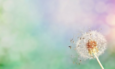 Sticker - Dandelion.