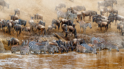 kenya great wildebeest and zebra migration scene