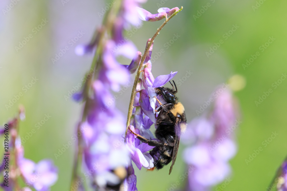 Cuckoo bumblebee (Psithyrus) on violet flower of tufted vetch with ...