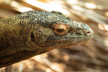 Naklejka na meble komodo dragon has spotted something to eat