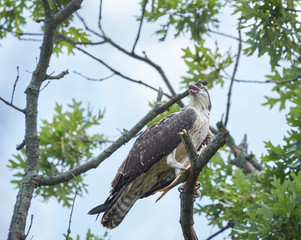 Wall Mural - Osprey