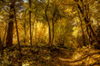 Autumn woodland path at sunset
