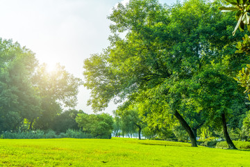 Wall Mural - grass and green woods in the park