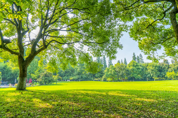 Wall Mural - grass and green woods in the park