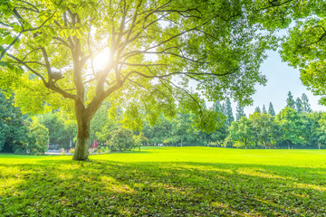 Wall Mural - grass and green woods in the park