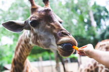 Giraffe Eating Carrot From Tourist's Hand In The Zoo