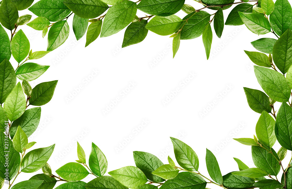 Twigs with fresh green leaves in a frame - obrazy, fototapety, plakaty 