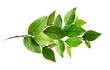 Leinwandbild Motiv Twig with fresh green leaves