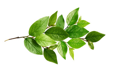 twig with fresh green leaves