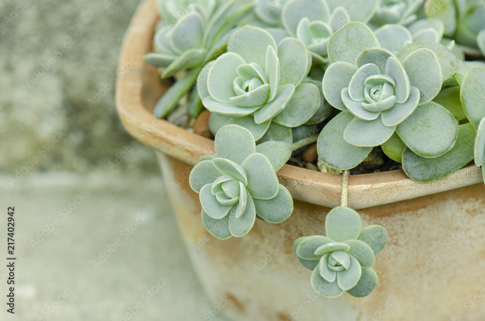 plant haworthia succulent Haworthia Pumila (4